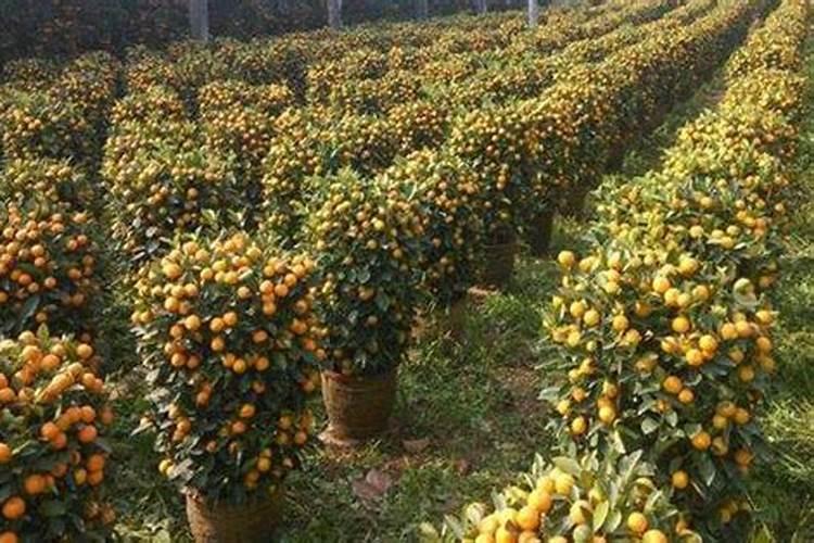 金桔树移栽注意事项