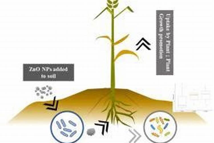 小麦锌肥啥时施最佳效果？