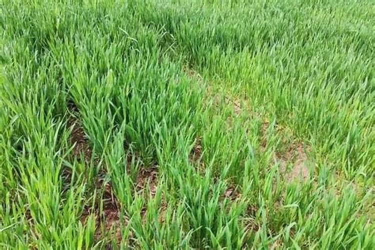 油菜施磷增产 小麦施锌肥