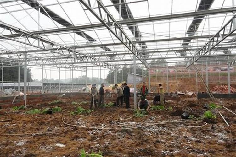 黄芪叶面肥的使用方法及用量