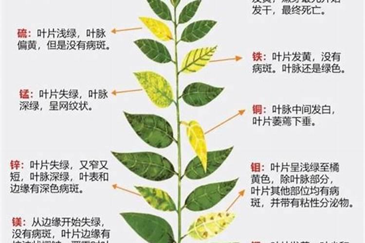 平衡肥和高磷肥的效果区别在哪？