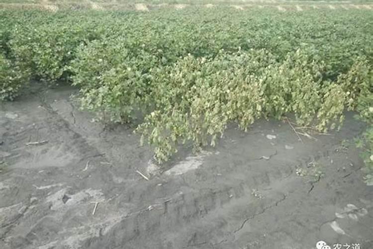 棉花施氮肥会怎么样吗？