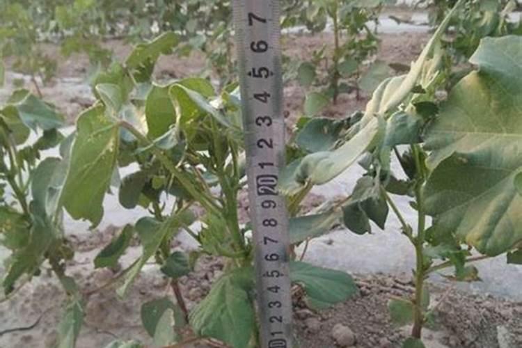 棉花株高蕾少是何因