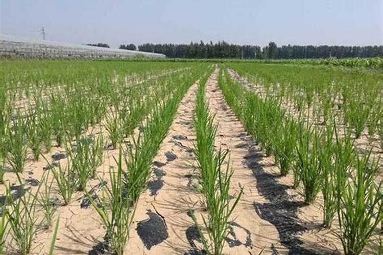 种旱稻用高氮肥好不好呀？