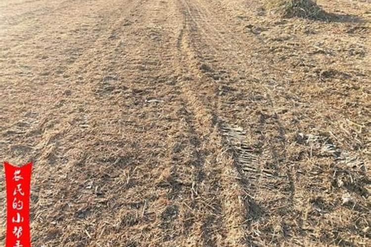 旱稻田现在还能撒尿素吗