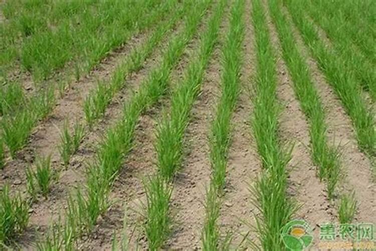 旱稻栽培技术的要点