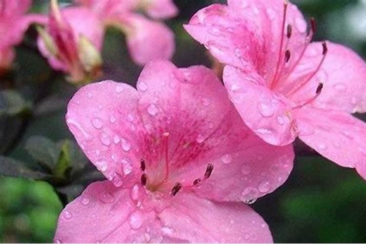 杜鹃施什么肥料能开花？