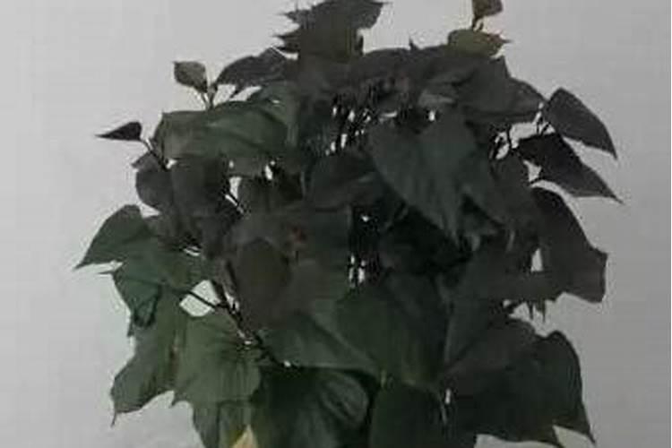 地瓜肥料正确使用方法