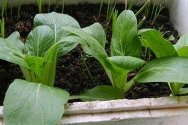 种植青菜可以用钾肥吗为什么？