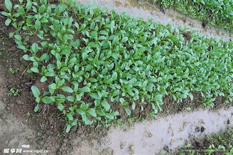 青菜种下后 5天可以撒稻草灰吗为什么