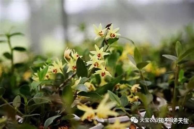 石斛到底怎么施肥？