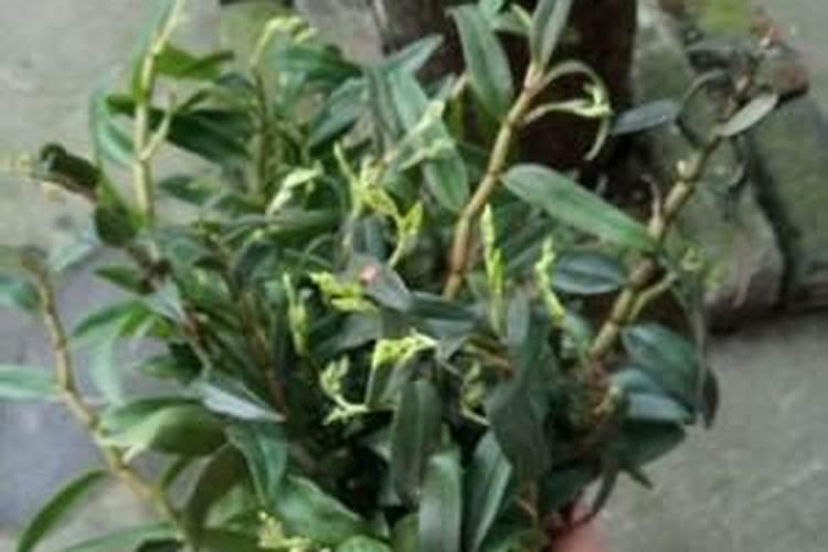 春石斛什么时候施肥最好