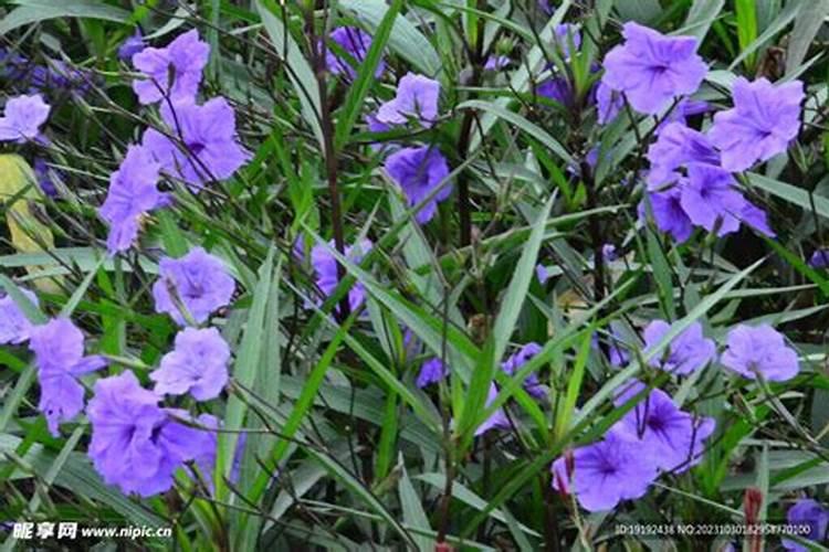 蓝花草种植方法？
