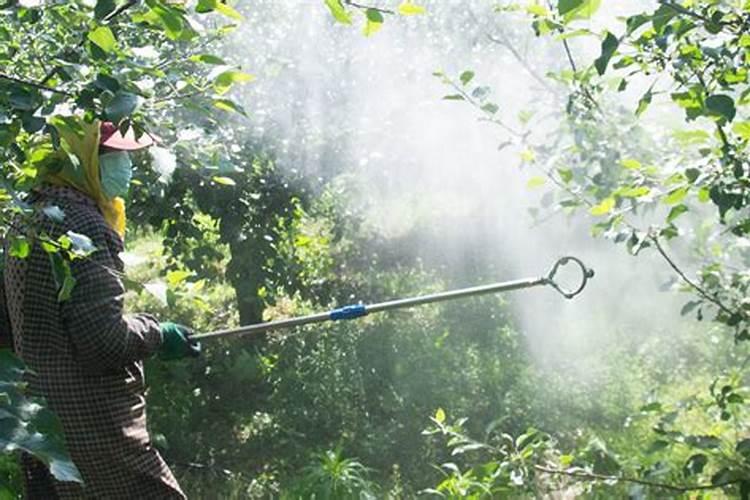 新栽果树叶片喷施什么肥促进成活率？