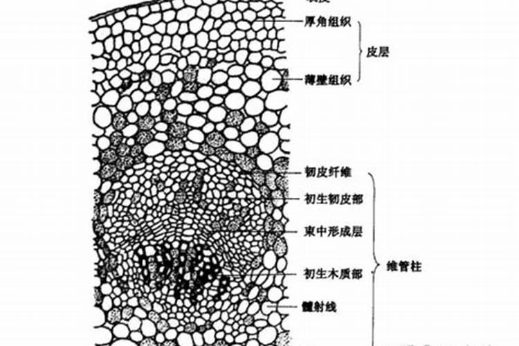 施什么肥能使植物的根、茎粗壮,叶片增厚,变得很有硬度