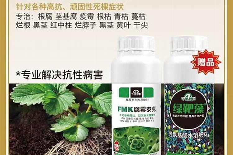 树苗烂根立枯用什么叶面肥好