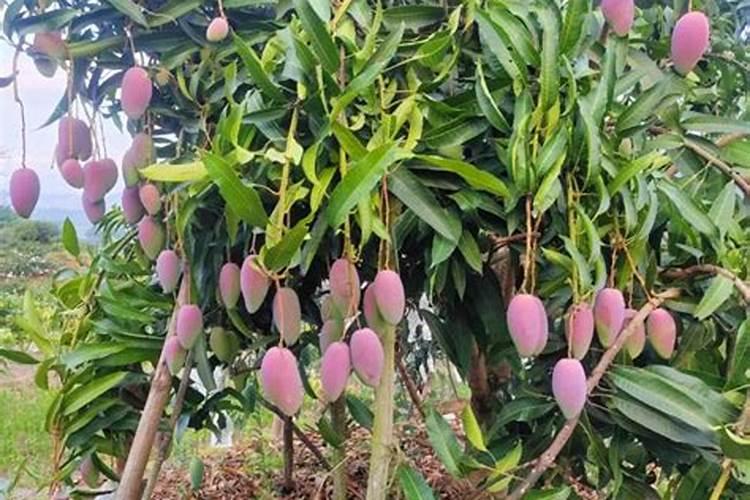 洋葱怎样使用钙肥效果好？