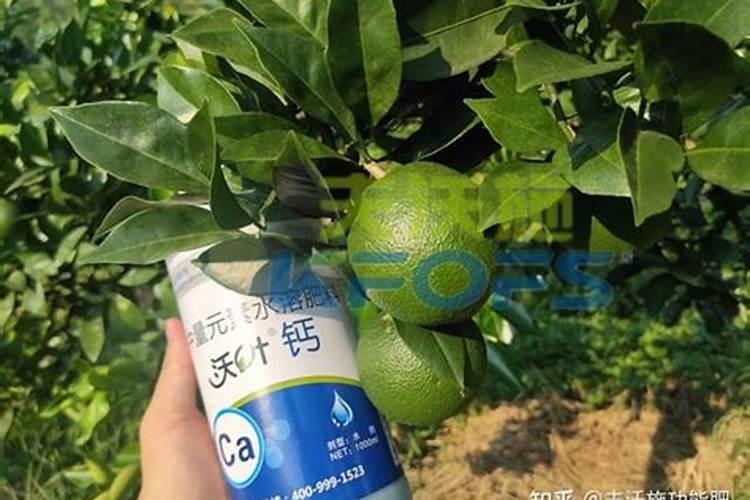 钙肥冲施好还是叶面喷好？