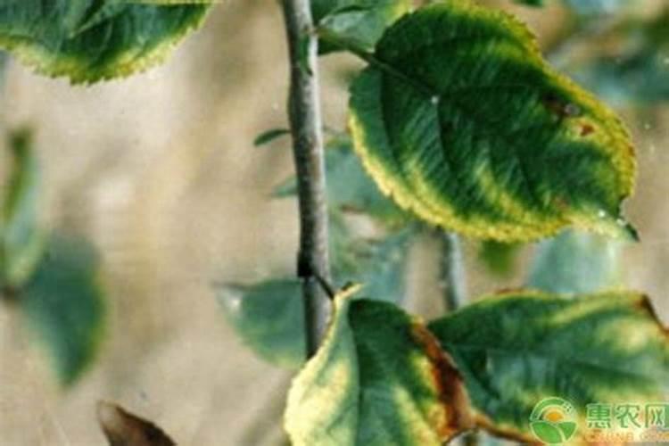 苹果缺钾会出现什么症状？苹果缺钾用什么肥料好？