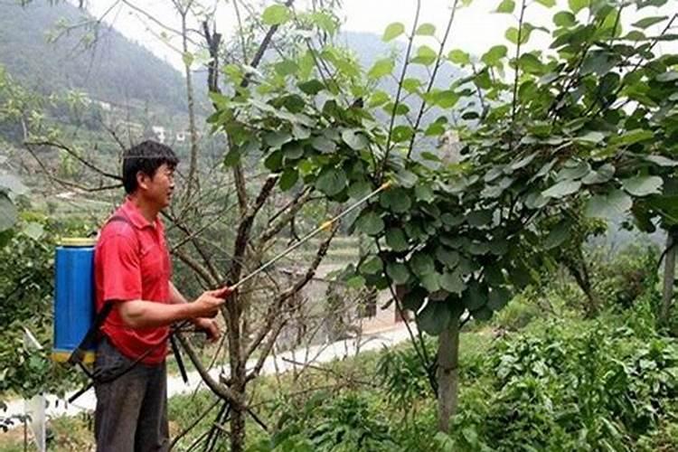 猕猴桃叶面喷施硼肥多少合适？