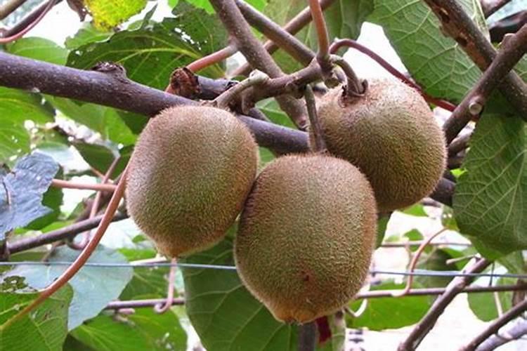 弥猴桃开花要打保花和保果的药水吗？