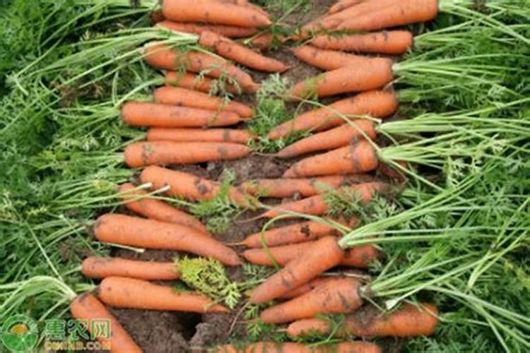 冬天菜地适合施什么肥料