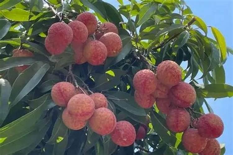 硝酸钙和糖醇钙哪个喷施容易被果树吸收？