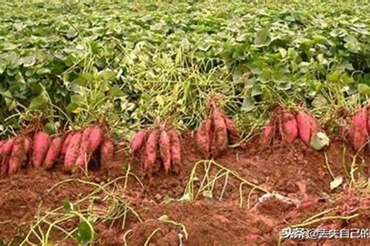 含磷肥多的土壤适合种植地瓜吗