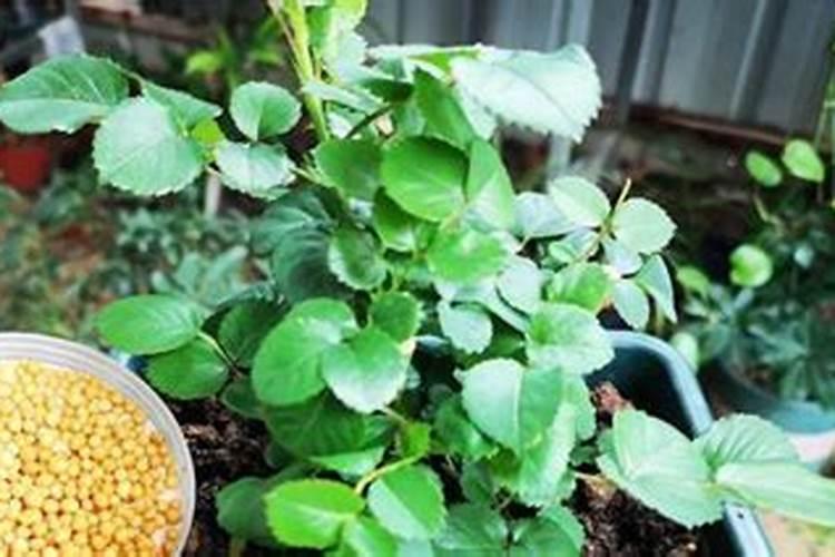 月季小苗施肥时间和方法