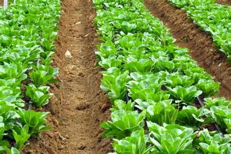 下雨天可以施菜肥吗