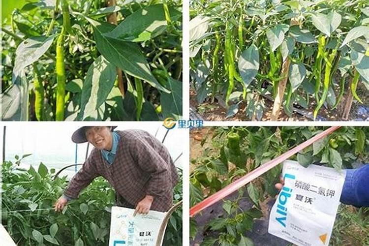 辣椒膨果最快最好的水溶肥
