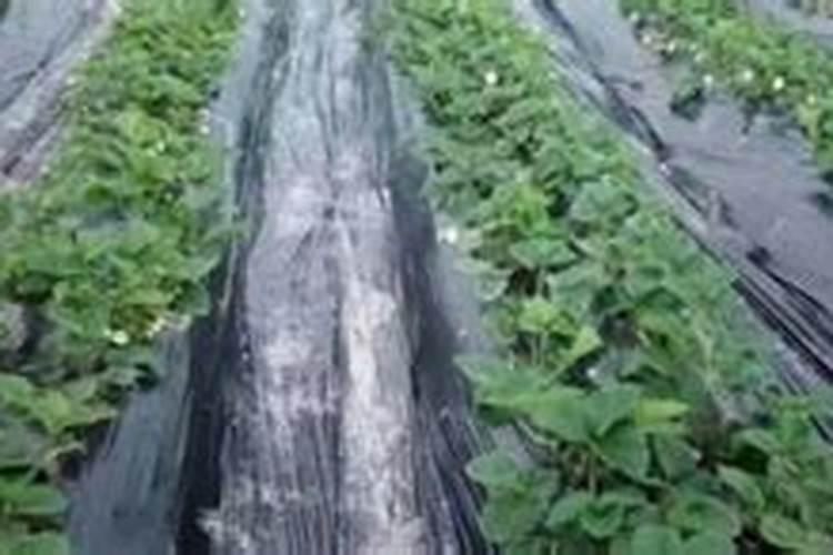 草莓烂根死棵的原因及解决办法!