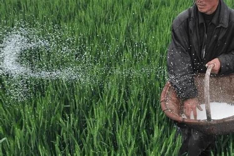 种小麦用多少钾肥一亩合适？