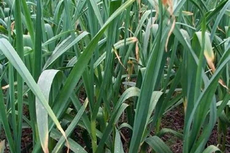 大蒜打什么药才粗壮,大蒜种植方法