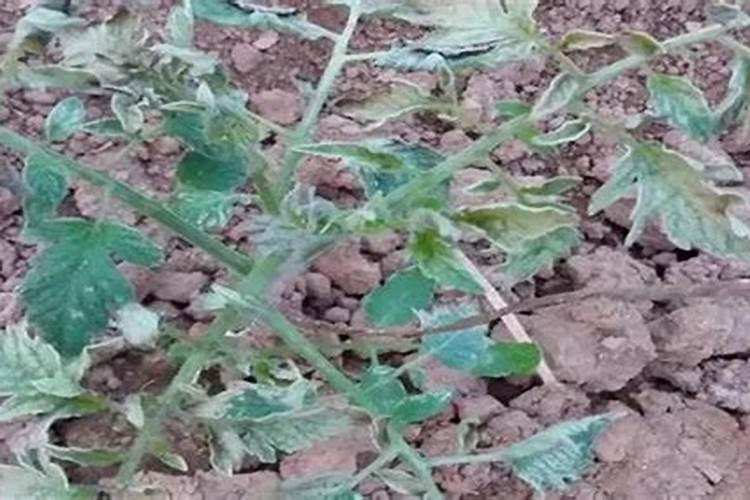 施用过量的话那就是好心办坏事,番茄作物受到肥害怎样快速恢复？