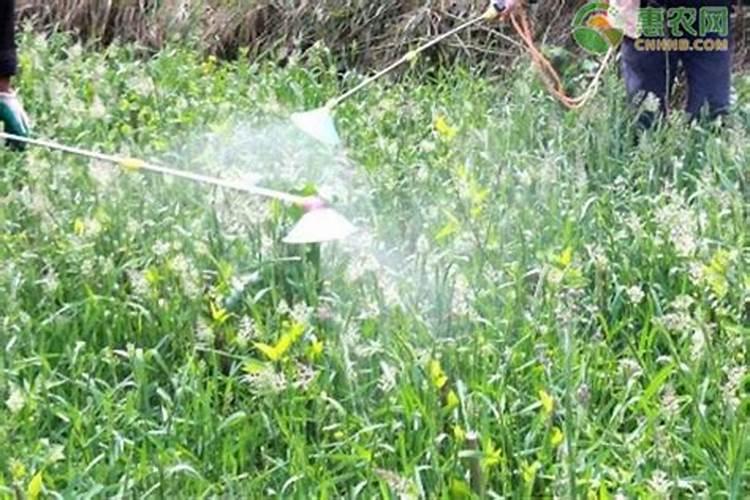 多效唑最忌三种农药