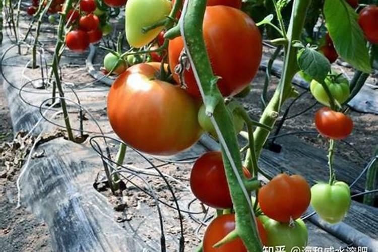 水溶肥品牌张经理这样选