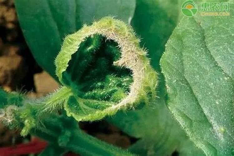 黄瓜叶片缺钙