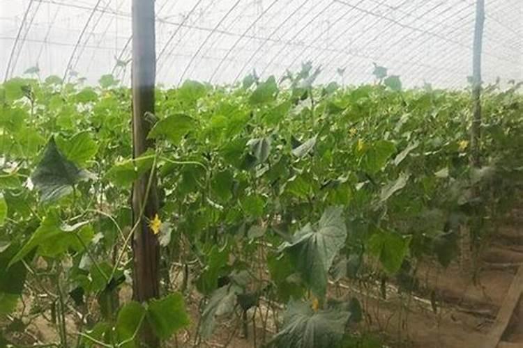 陆地黄瓜采摘前五六天充施什么肥好