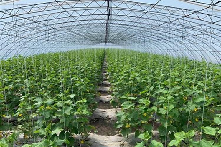 大棚小黄瓜刚晴天可以浇钙肥吗？