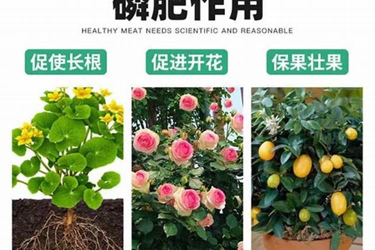 磷肥哪个牌子好