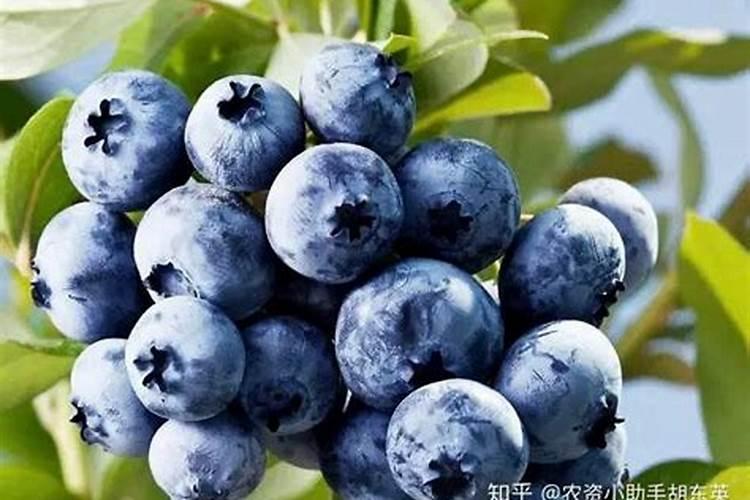 蓝莓喷哪种叶面肥效果好？