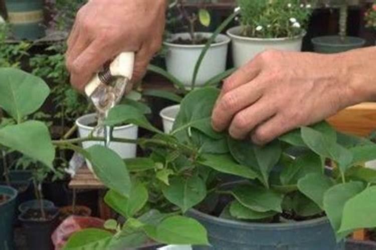 在养花时如何使用磷肥