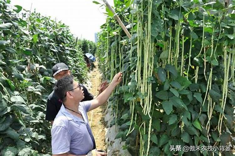 豆角用什么肥料效果好(种植豆角结果期需要什么叶面肥)