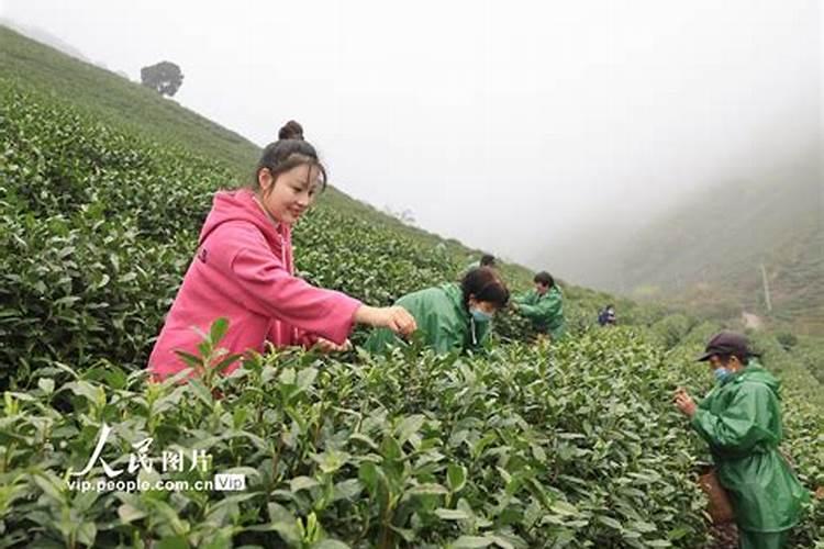 白茶采摘后施什么钾肥比较好？