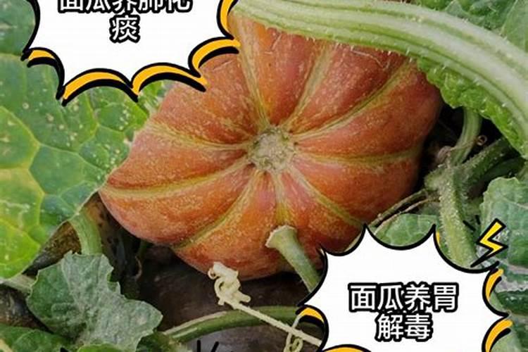 面瓜留几根曼最合适