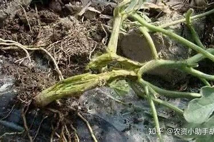 西瓜烂根用豪万稼可以防治吗？