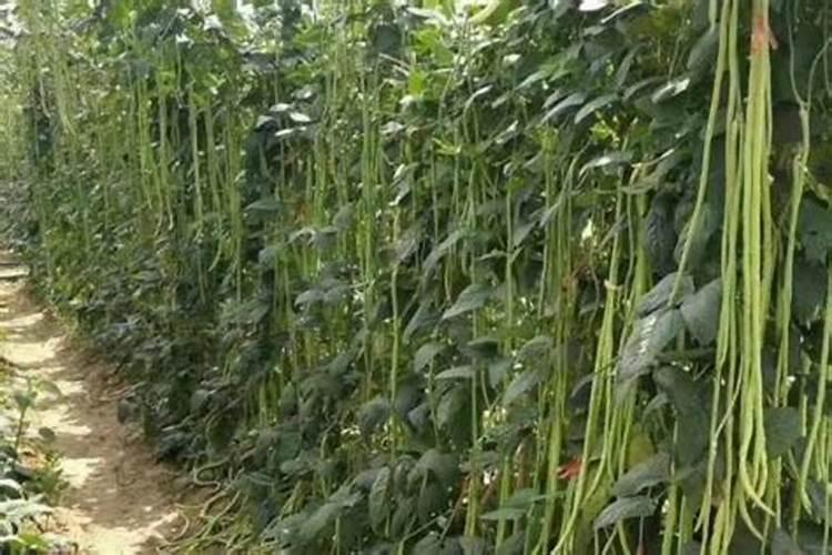 疏菜专用肥能浇豇豆吗怎么浇？