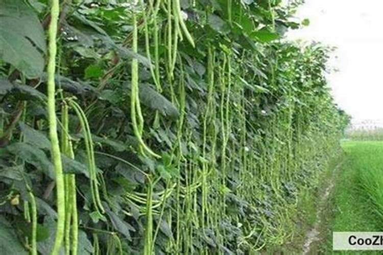 种植豇豆的方法