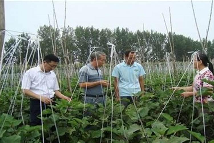 豆类蔬菜肥水管理方法